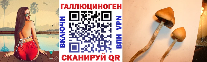 KRAKEN tor  Каменногорск  Псилоцибиновые грибы Cubensis 